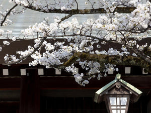 Kirschblüte in einem Schrein in Tokyo