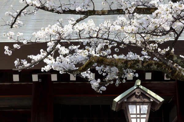 Kirschblüte in einem Schrein in Tokyo