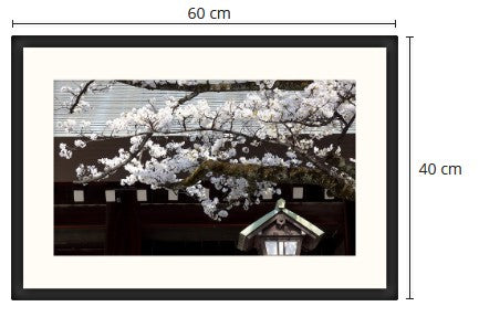 Kirschblüte in einem Schrein in Tokyo gerahmtes Bild